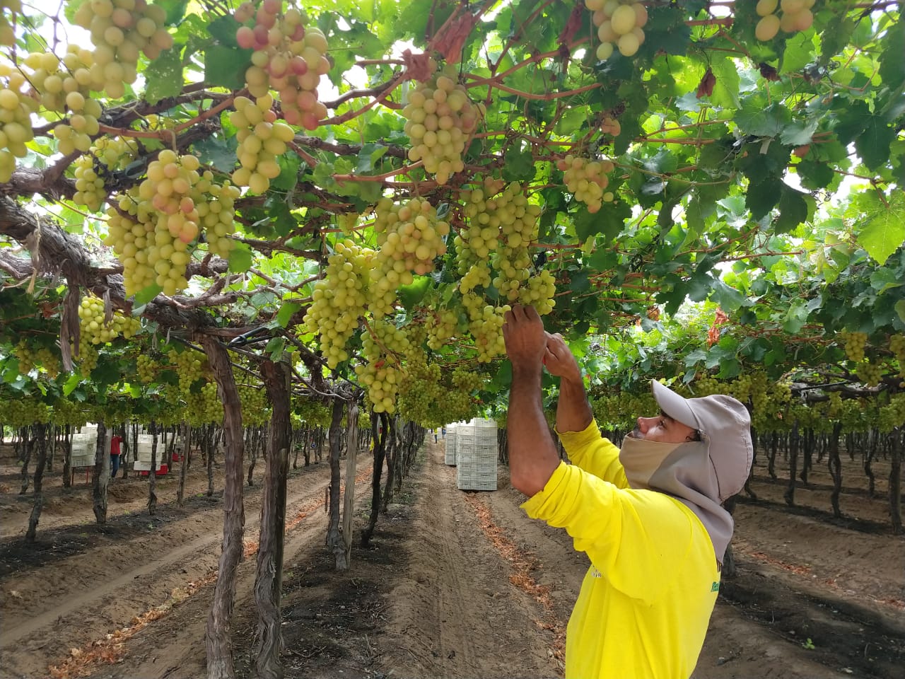 foto de Petrolina 46 Fazenda de Uva em Petrolina