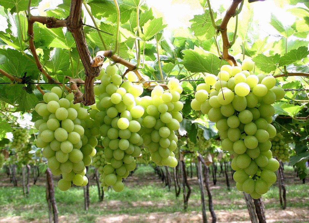 foto de Petrolina 55 Fazenda de uva em Petrolina